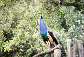 Fototapeta premium Male peacock