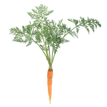 A fresh young carrots with green leaves isolated on white