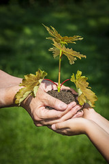 hands with a little tree - an ecology concept