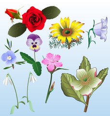 several type of flowers