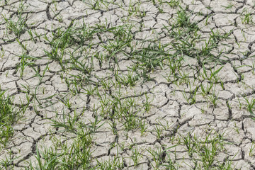 Desolate Barren Dry Cracked Soil With Patches Of Grass