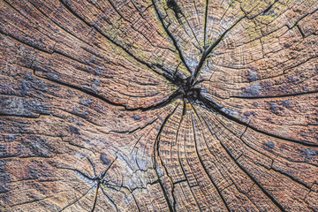 Old Weathered Cracked Tree Trunk Cross Section