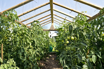 organic tomatoes in backyard glasshouse