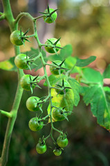 Unripe tomatoes