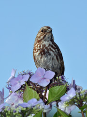 Little brown bird sitting in flowers