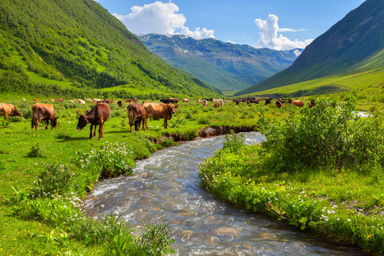 Cattle on a mountain pasture. Summer sunny day