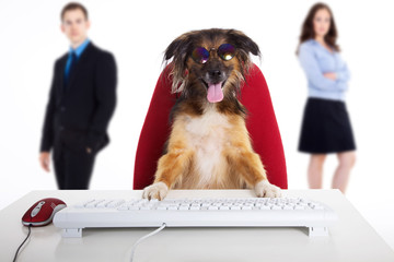 Hund mit Sonnenbrille vorm Computer witzig Werbung Porträt