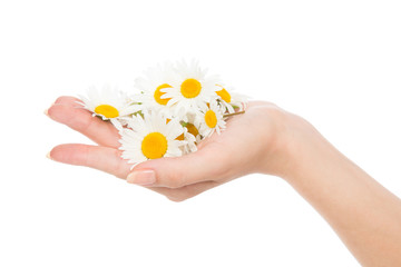 woman hand french manicure camomile daisy flowers