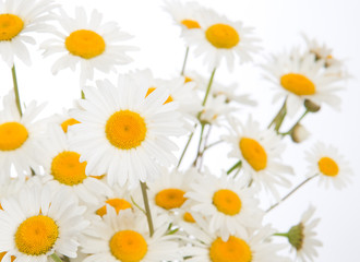 Beautiful daisies camomile flowers