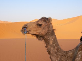 サハラ砂漠のラクダ