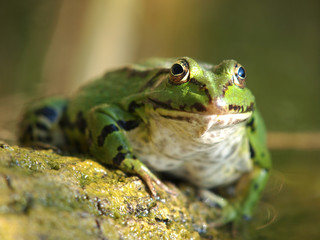 frog