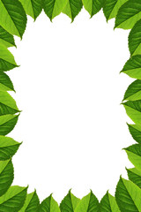 Frame of green leaves