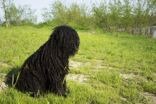 Corded puli - hungarian herding dog sit on the grass