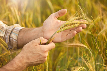 Fototapeta na wymiar Wheat ears in farmer hands close up