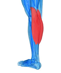 Calves - Anatomy Muscles