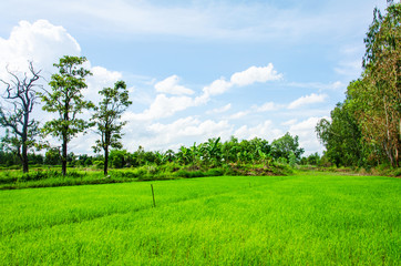 Rice field blue sky landscape background