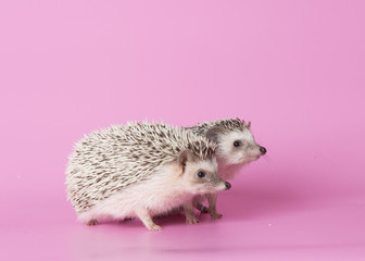 hedgehog