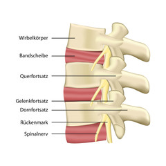 Wirbelsäule - Bandscheibe