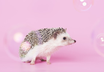 hedgehog © kislovas