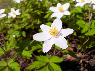 White anemone flower