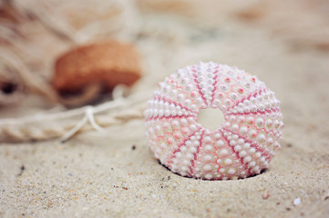 seeigel - maritime dekoration