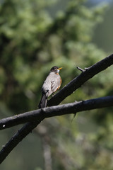 Robin perched on branch.