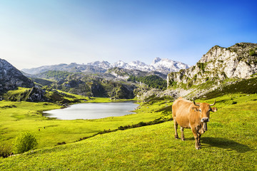 Fototapeta na wymiar Krowa w Ercina jezioro (jeziora Covadonga), Asturias, Hiszpania