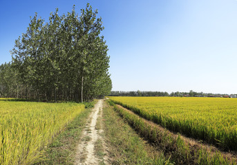 Fototapeta na wymiar The farmland to harvest golden rice reap of the woods edge
