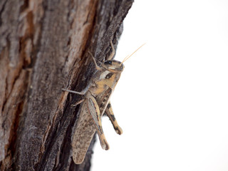 Arizona Grasshopper