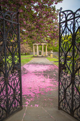 Fototapeta premium Ścieżka ogrodowa pokryta płatkami kwiatu wiśni i altaną