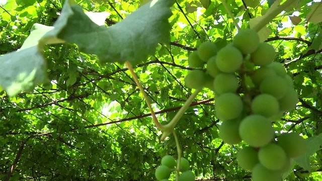 vine canopy presentation