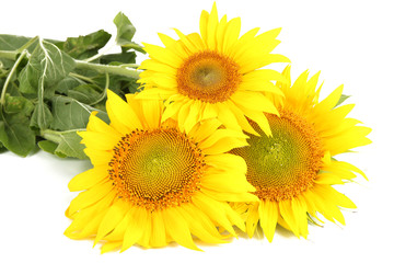 Sunflowers isolated on white