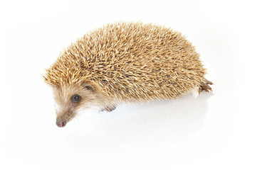 The hedgehog