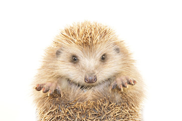 The hedgehog