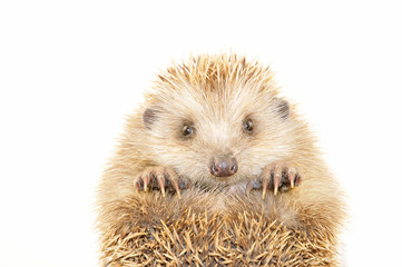 The hedgehog