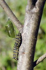 Monarch butterfly caterpillar