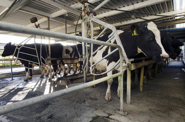 Dairy industry - Cow milking facility