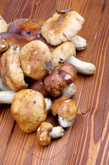 Edible Mushrooms