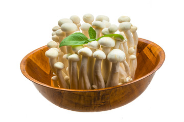 Japan mushroom Shimeji