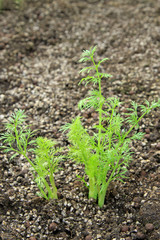 asparagus growing in the field