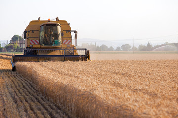 Fototapeta premium Combine harvesting wheat