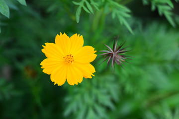Beautiful yellow floral