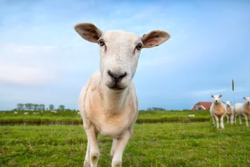 Crédence de cuisine en verre imprimé Moutons cute funny sheep close up