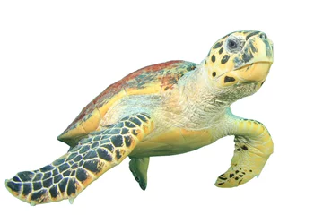 Papier Peint photo Lavable Tortue Hawksbill Sea Turtle isolated on white background