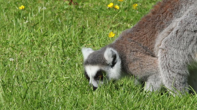 Ring-tailed lemurs (Lemur catta) foraging on the ground