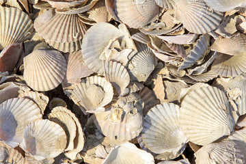 accumulation of scallop in shell together