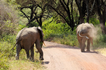 Two african elephants (Loxodonta Africana) crossing a road