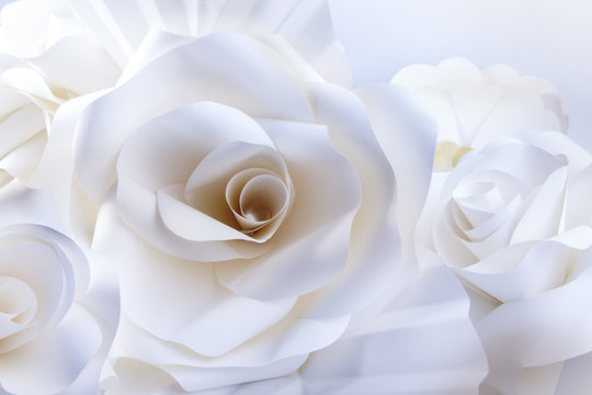 Close-up of beautiful white roses on white background.
