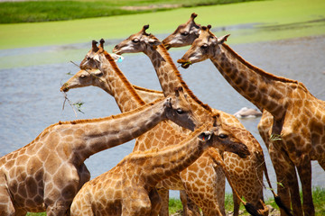 Group of Giraffes Eating Grass