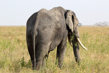 Fototapeta na wymiar Słoń afrykański (Loxodonta Africana)